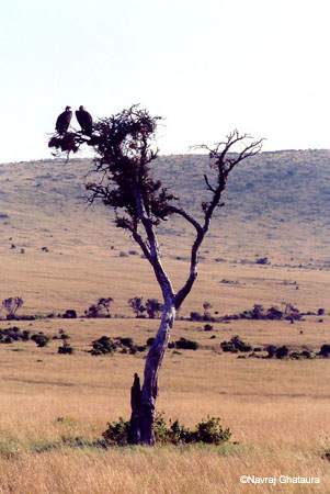 Vultures_Mara