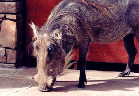 Warthog_keekorok_lodge