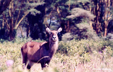 Waterbuck_female_nakuru_trip2