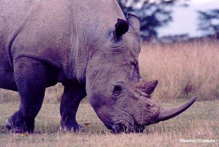 White_Rhino_Nakuru_trip2_2