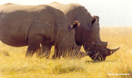 White_rhinos_lake_nakuru