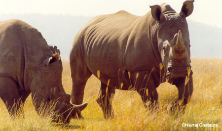 White_rhinos_lake_nakuru2