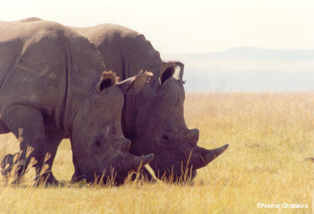 White_rhinos_lake_nakuru3