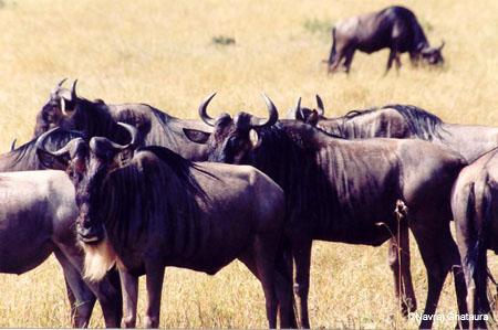 Wildebeast_Mara