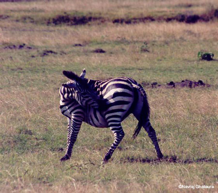 Zebra_Mara