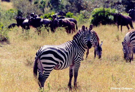 Zebra_Mara2