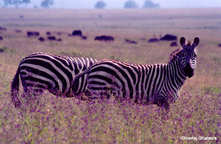 Zebras_nakuru_trip2