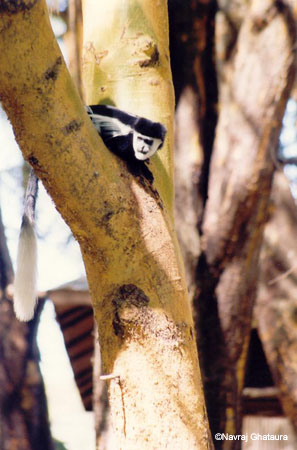 collubus_monkey_naivasha2
