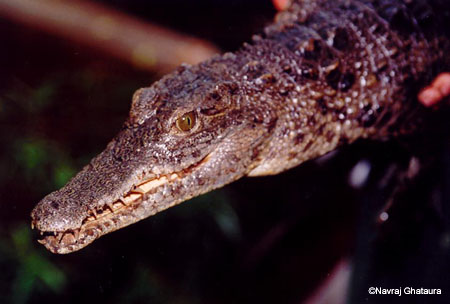 croc