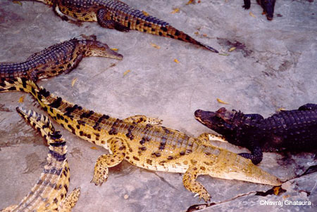 crocodile_farm_bamburi