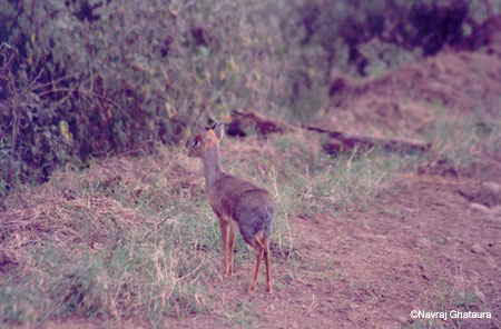 dikdik_Nakuru_trip2
