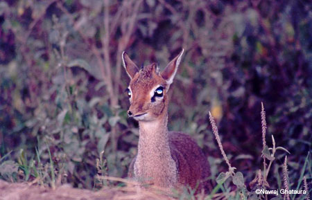 dikdik_Nakuru_trip2_2