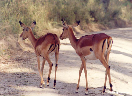 female_impala_nakuru