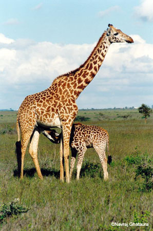 giraffe_and_kid