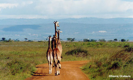 giraffe_family_nnp