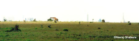 giraffe_nbi_skyline