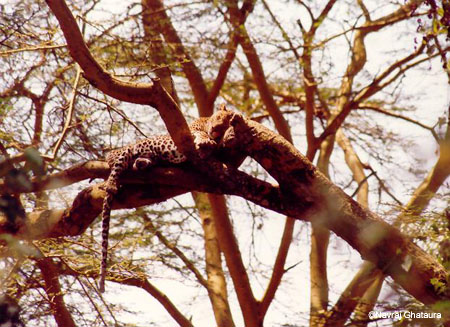 leopard_lake_nakuru