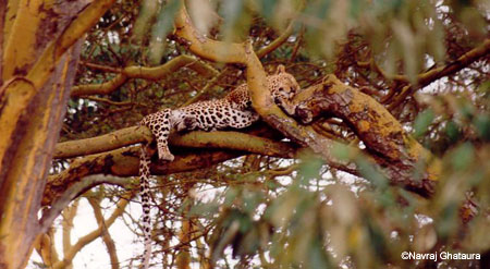 leopard_lake_nakuru2