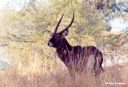 male_waterbuck_nakuru