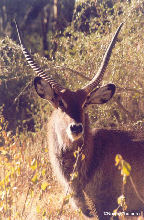 male_waterbuck_nakuru2
