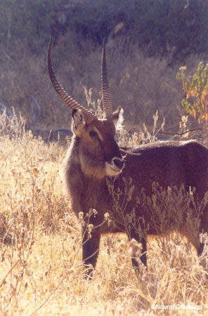 male_waterbuck_nakuru3