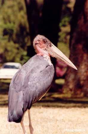 marabu_stock_naivasha