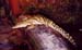 Albino_croc