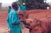 Baby_elephant