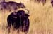 Buffalo_Mara