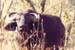 Buffalo_Nakuru