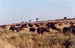 Buffalo_herd_Mara