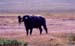Buffalo_mud_bath_nakuru_trip2