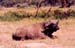 Buffalo_relaxing_lake_nakuru_trip2
