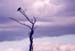 Eagle_evening_Nakuru_trip2