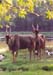 Eland_bamburi_nature_trail