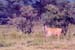 Eland_nakuru_trip2