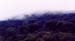 Euphorbia_forest_nakuru_trip2
