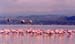 Flamingos_flight_nakuru_trip2