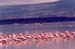 Flamingos_flight_nakuru_trip2_2