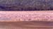 Flamingos_nakuru_trip2_2