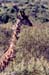 Giraffe_Maasai_Mara3