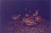 Hyenas_Mara_Sopa3