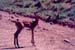 Impala_baby_nakuru_trip2