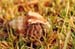 Large_Hermit_Crab_south_coast
