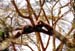 Leopard_high_res