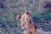 Lion_cubs_Mara2