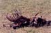 Lion_kill_Mara