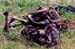 Lion_kill_Mara_2