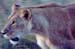 Lioness_hunting_Mara