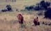 Lions_Mara